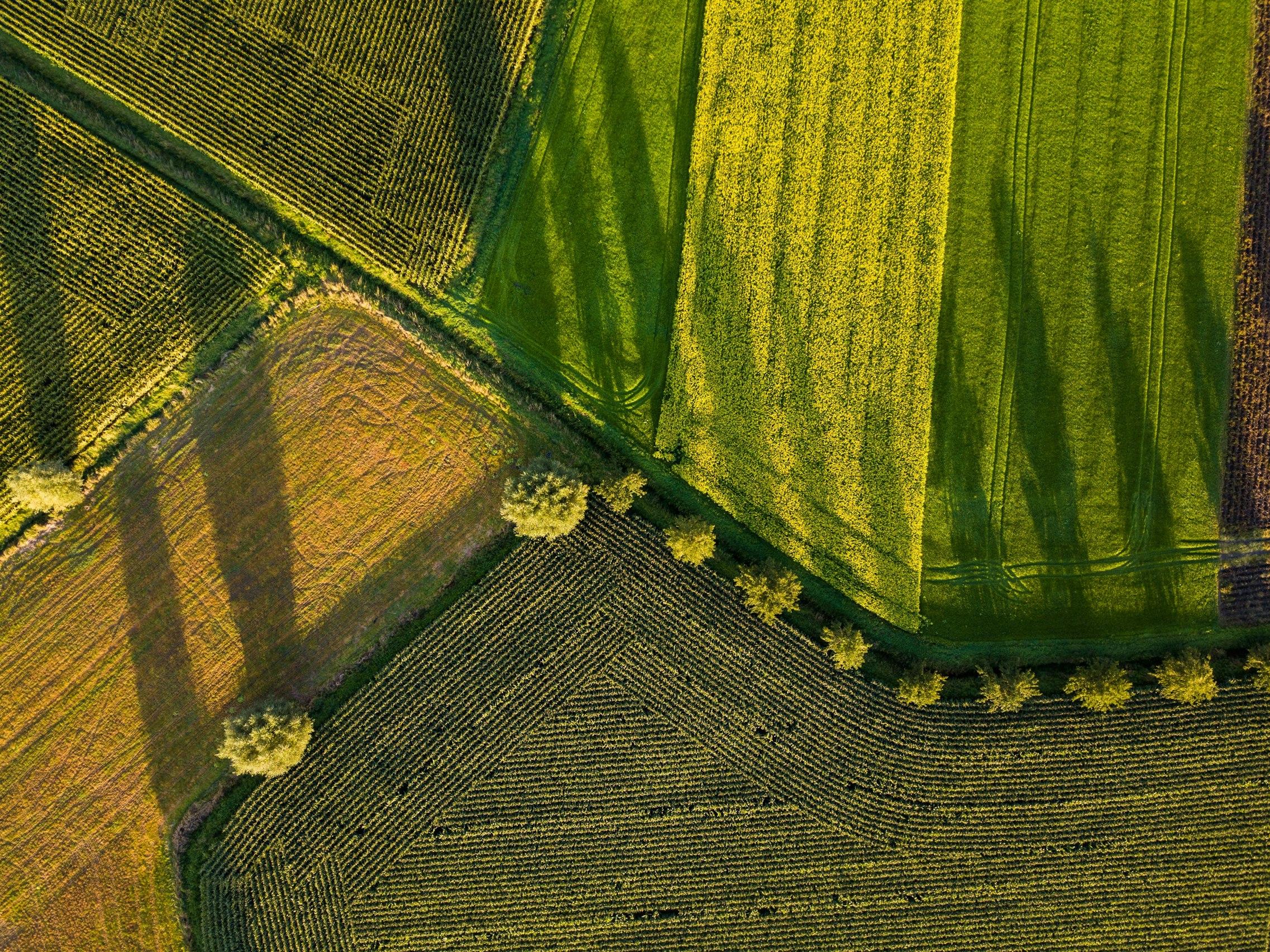 An aerial image of fields with different shades of green.