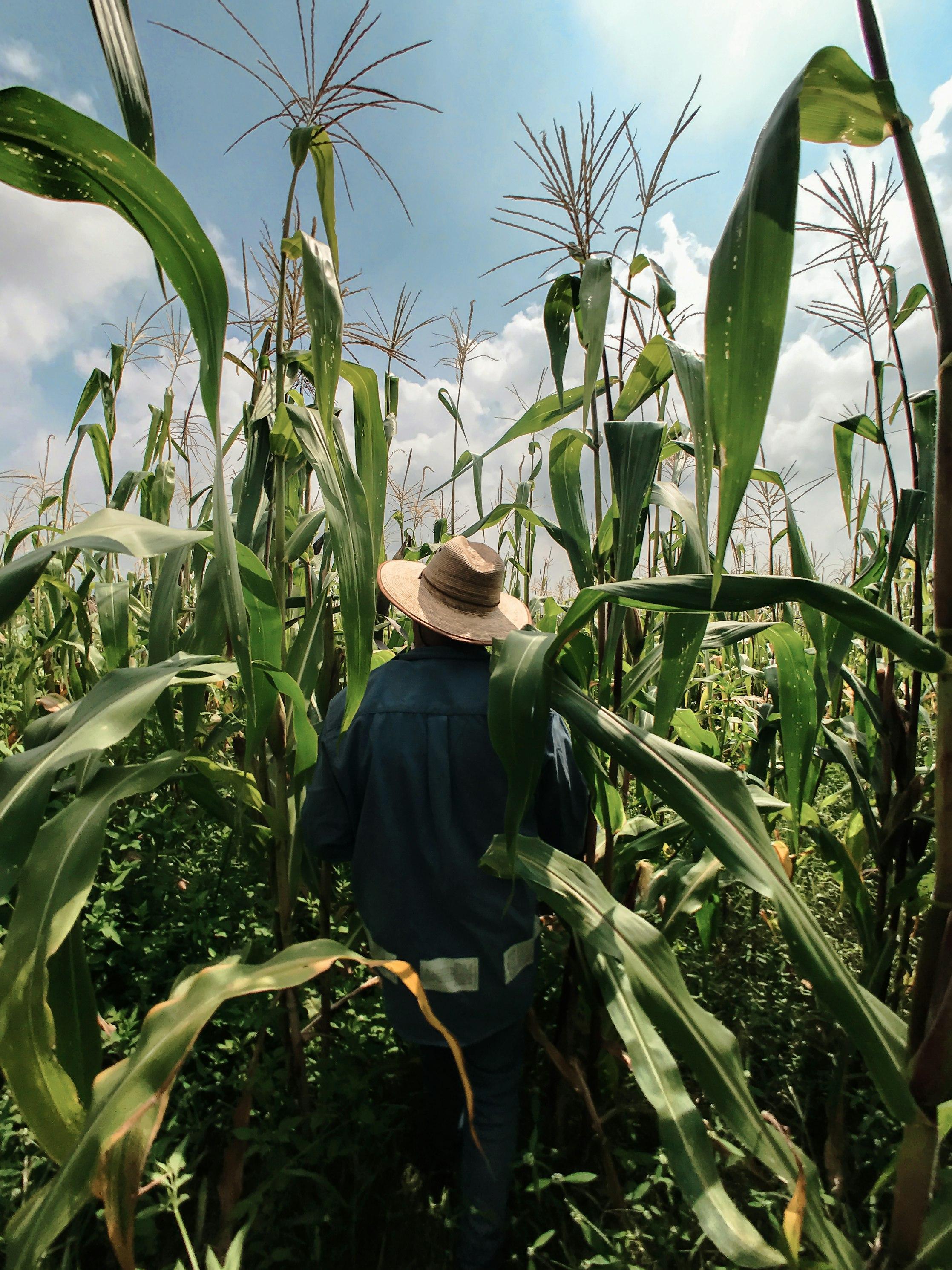 A man walking in a corn field